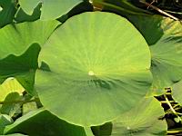 Lotus, Nelumbo Nucifera (fam Nymphaeacees) (Asie, Indonesie) (3) (Photo F. Mrugala)